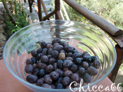 olive in salamoia20