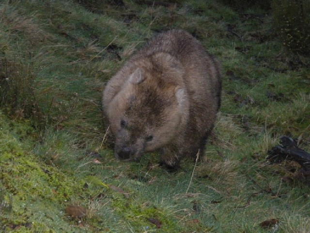 Wombat2